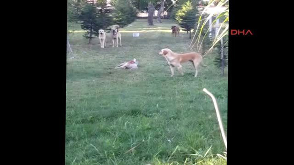 Bursa Köpekler Koyun Sürüsüne Saldırdı