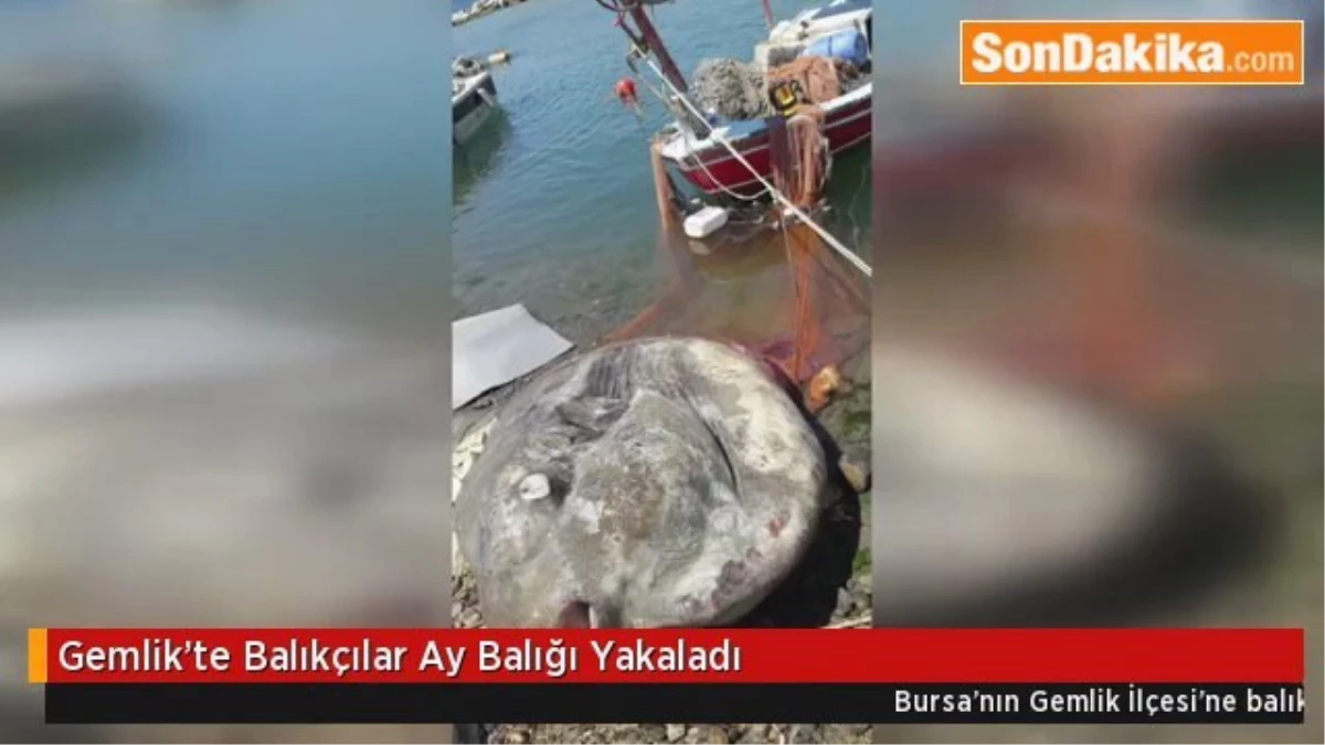 Gemlik\'te Balıkçılar Ay Balığı Yakaladı