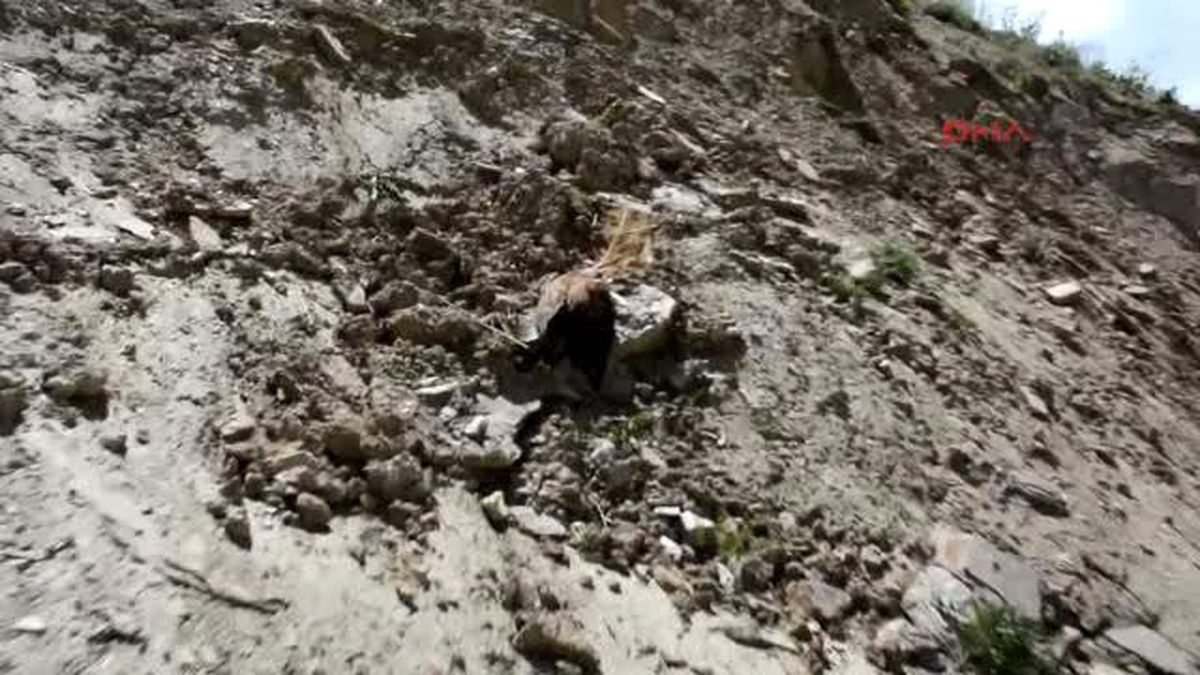 Hakkari Baygın Şahini Hakkari Belediye Eş Başkanları Kurtardı