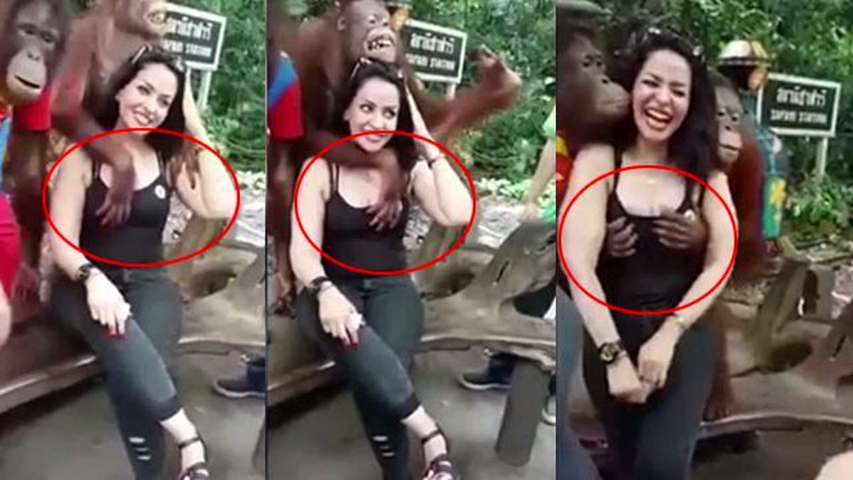 Hayvanat Bahçesindeki Orangutan Kadın Turisti Taciz Etti