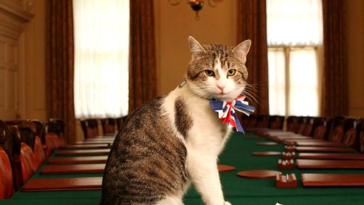 İngiltere Başbakanı Cameron\'la Larry the Cat \'de Gidiyor mu ?