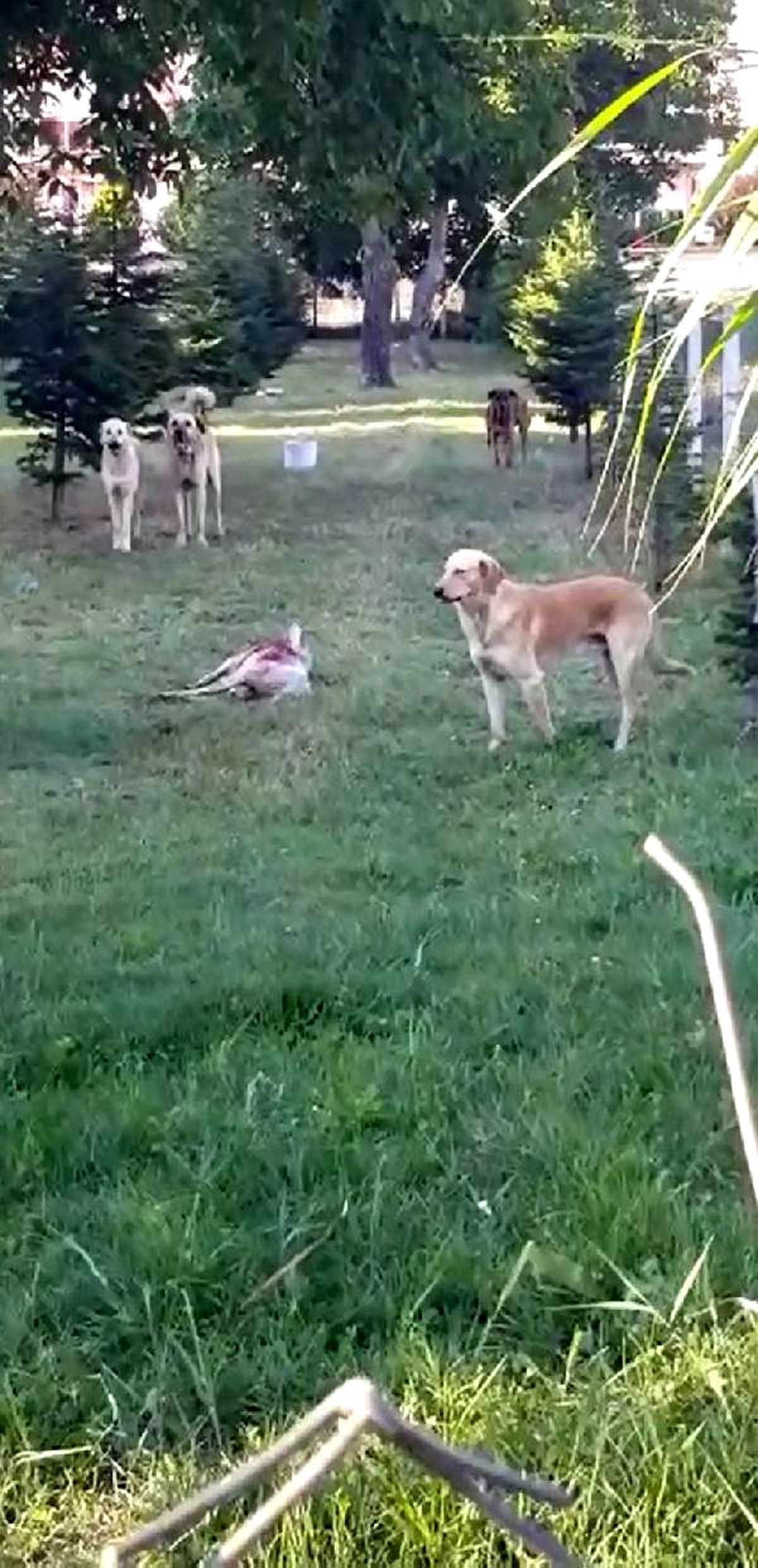 Köpekler Koyun Sürüsüne Saldırdı