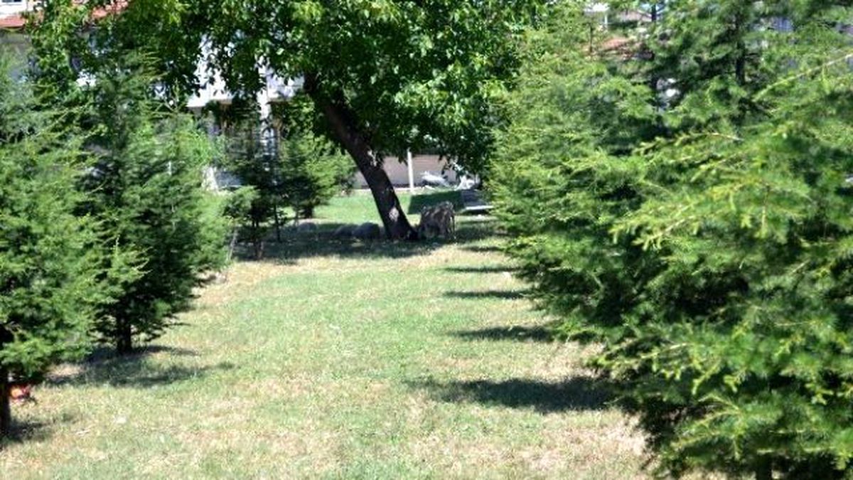 Köpekler Koyunu Böyle Parçaladı