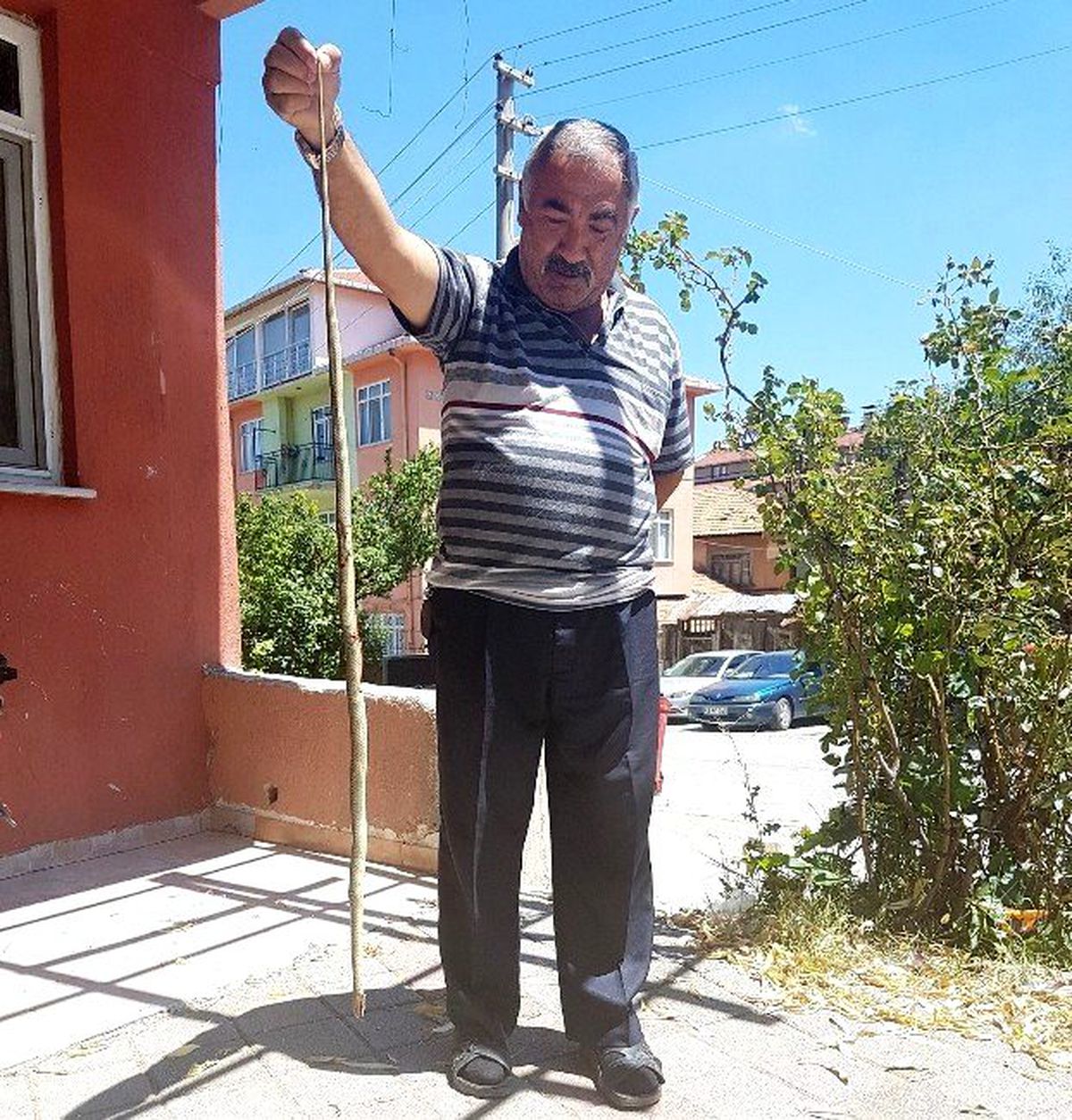Mahallede Yılan Paniği