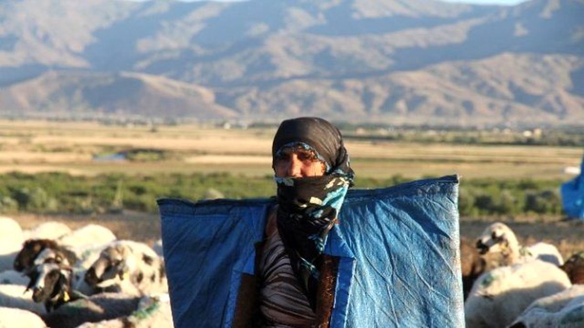 Muş'ta 4 Bin TL Ücretle Çoban Aranıyor