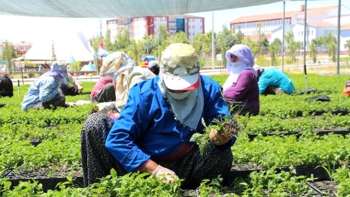 Ormanların Eli Çamurlu Anaları