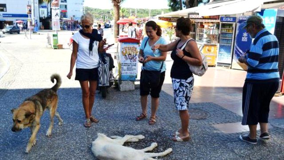 Sıcakta Yere Yığılan Köpeğe Sulu Müdahale