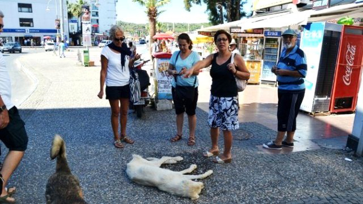Sıcaktan Fenalaşan Sokak Köpeği Vatandaşlar Sayesinde Hayata Döndü