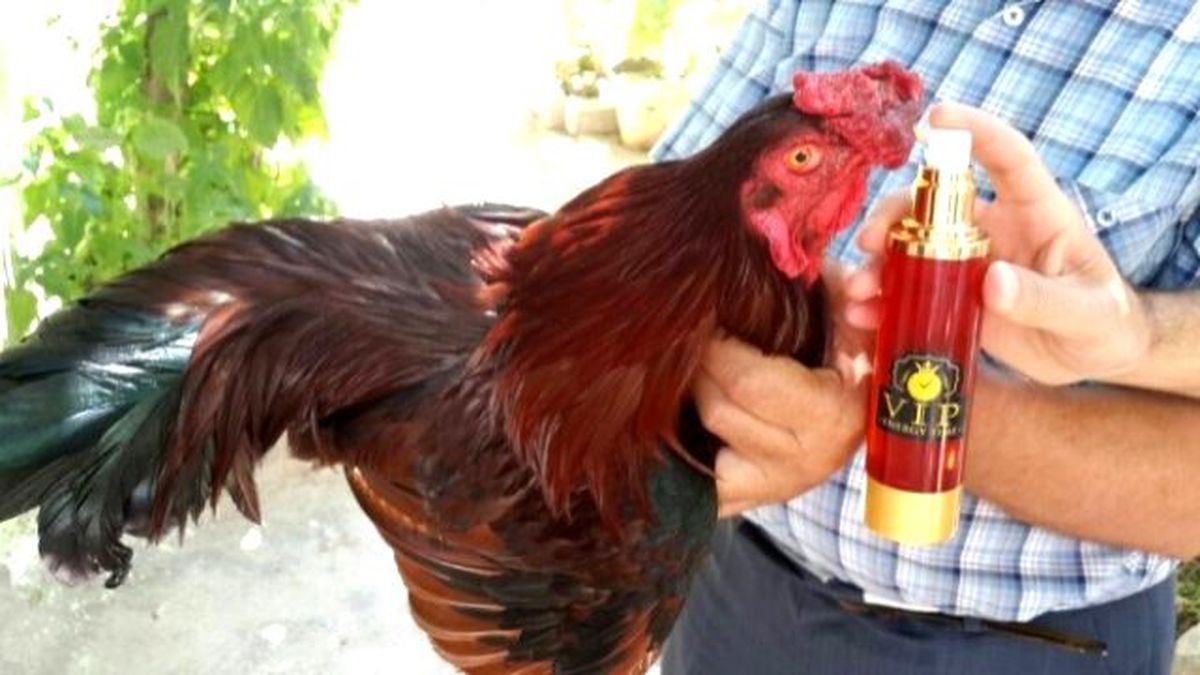 Tavuklar İçin Antimikrobiyal Enerji İçeceği Üretildi