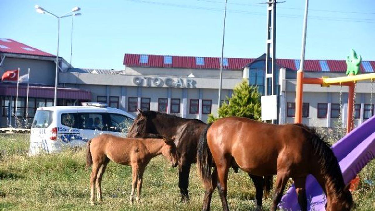 Yabani Atlar Şehre İndi