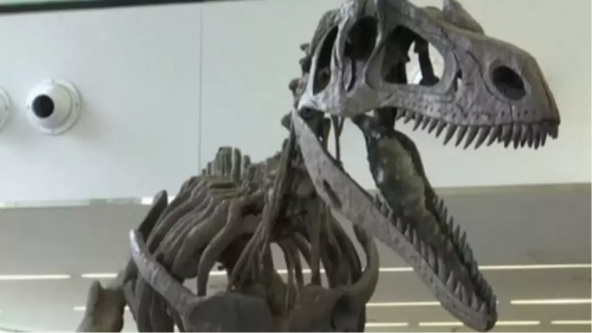 Arjantin\'de Yeni Dinazor Türü Keşfedildi