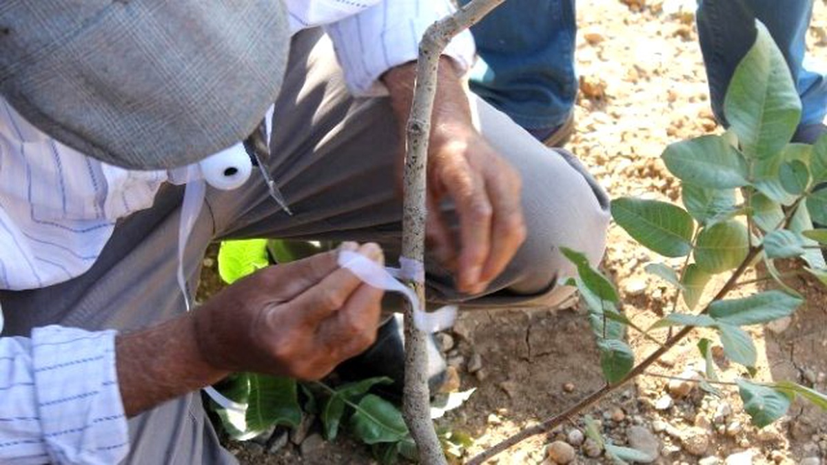 Bölgede 3 Milyon Fıstık Ağacı, Siirt Fıstık Çeşidiyle Aşılanıyor
