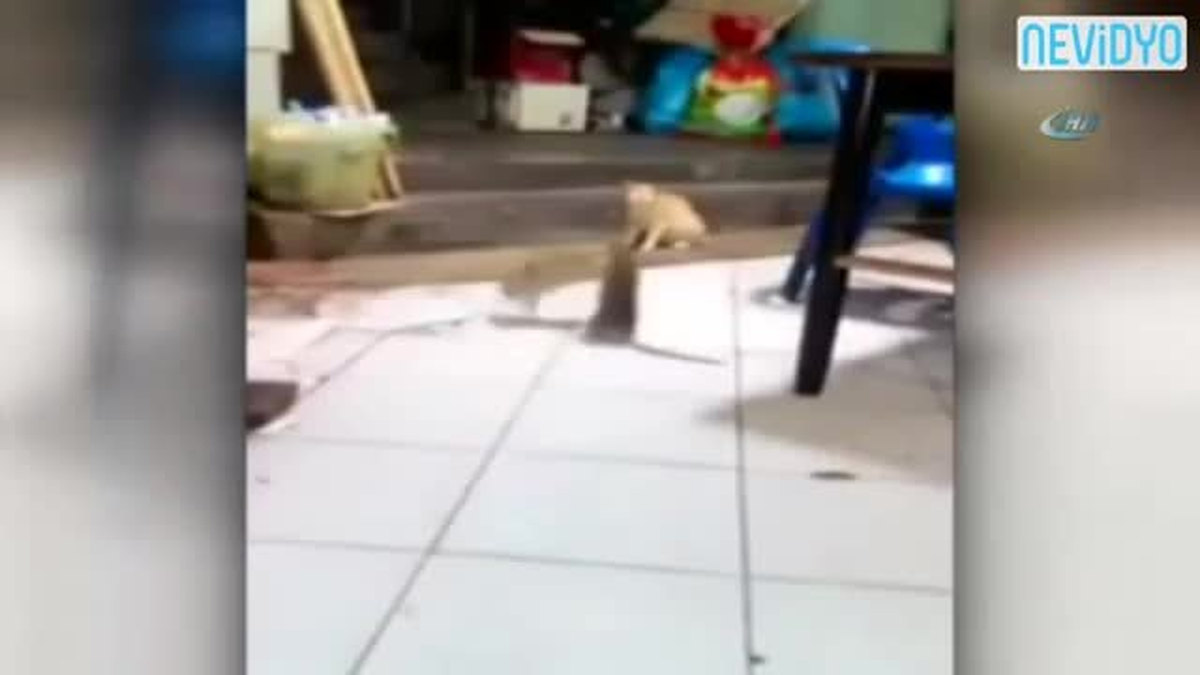Dev Fareler Birbirine Girdi, Kedi Şaşkınlıkla İzledi