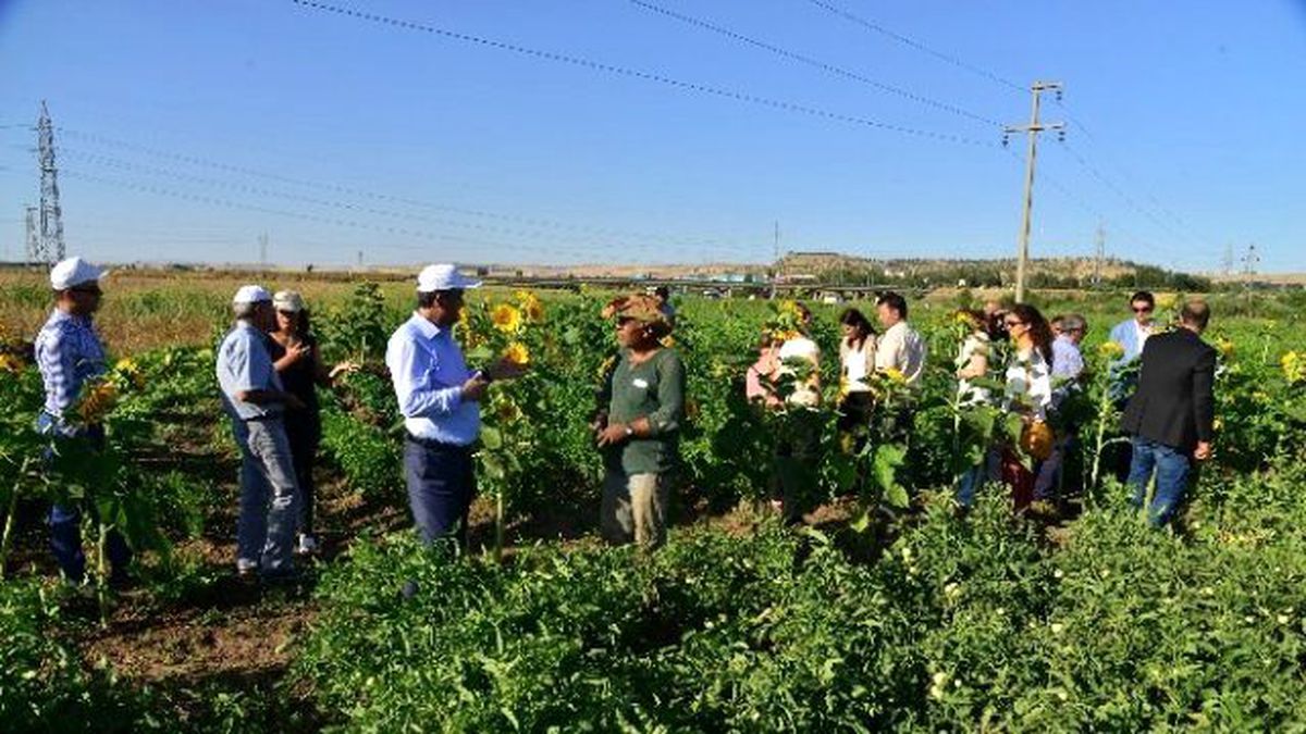Eş Başkan Anlı, Kent Bostanı\'nın İlk Mahsulünü Topladı