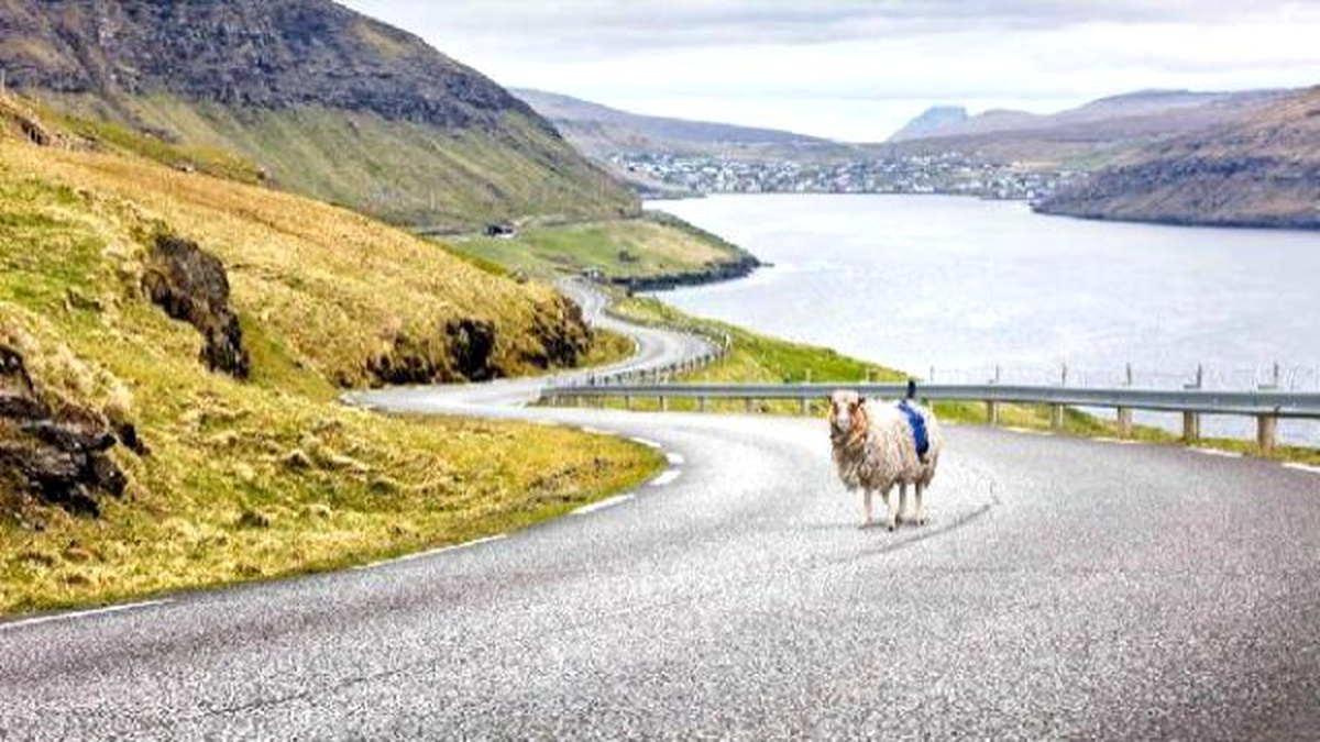 Faroe Adalarında Google\'ın Koyunlarla İş Birliği