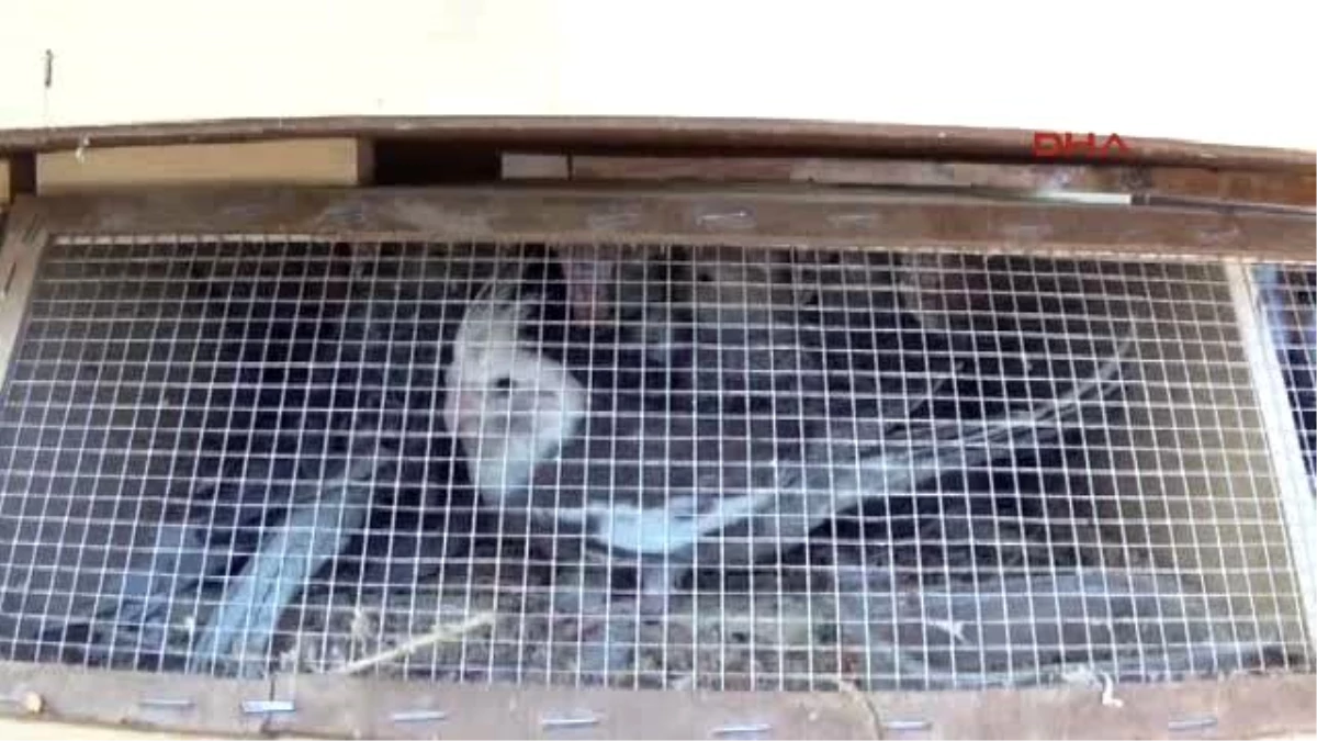 Iğdır İran\'a Götürülmek İstenen 150 Papağana El Kondu