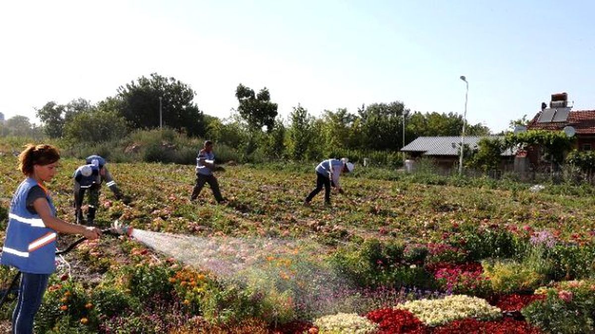 Pamukkale\'de 100 Bin Çiçek Açtı