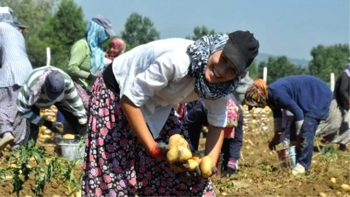 Patates Çiftçinin Yüzünü Güldürmedi