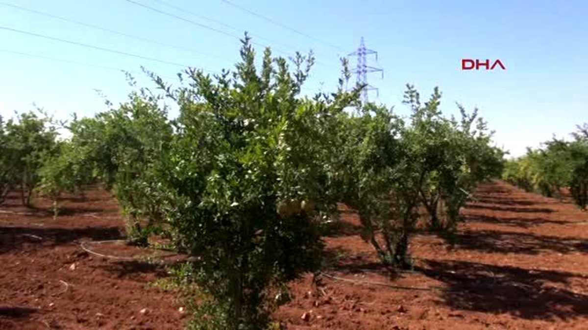 Şanlıurfa Bahçede Toplanan Organik Meyveler Yoksula Dağıtıyor