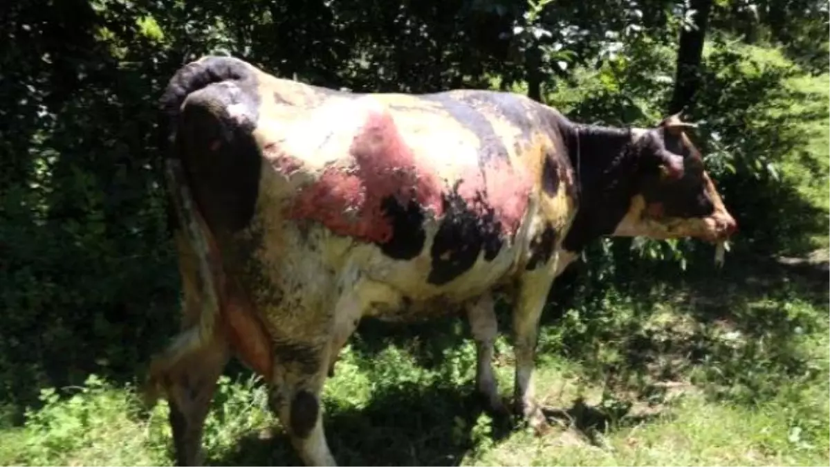 Alevlerin Arasında Kalan İneklerini Kurtardı