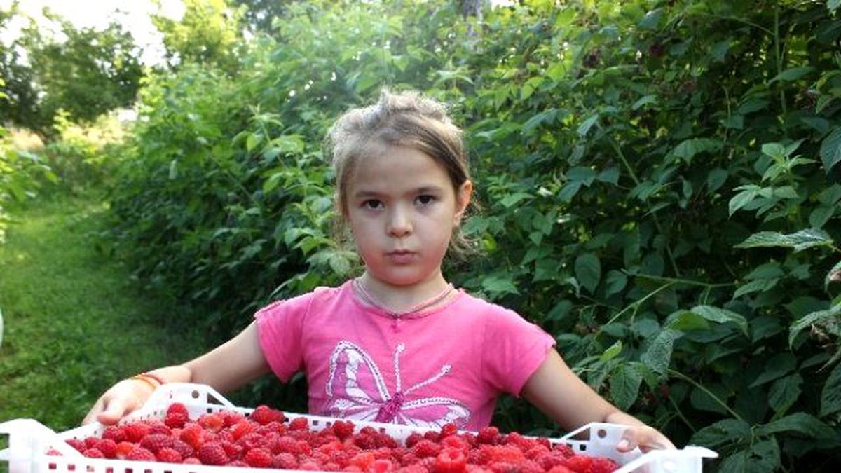 Bosna Hersek\'te Tika Tarafından Başlatılan "Ahududu Yetiştiriciliği Projesi" İlk Hasadı Verdi