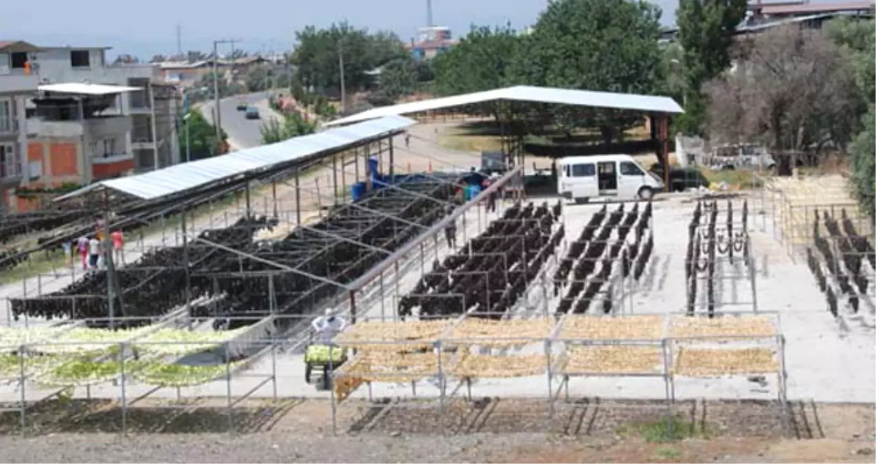 Ellerinde Kalan Patlıcanları Kurutunca Bir Çok Ülkeye Satmaya Başladılar