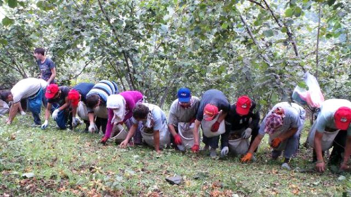 Fındık İşçilerine Uyarı; Rekolte Düşük, Bahçe Bulmadan Gelmeyin\'