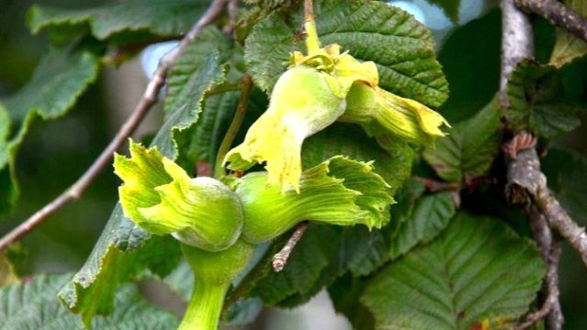 Giresun\'un İlçeleri ile Birlikte Fındık Rekoltesi 54 Bin Ton Olarak Belirlendi