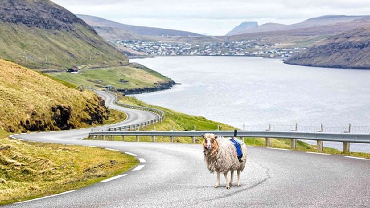 Google, Faroe Adaları\'nda Koyunlarla İşbirliği Yapıyor