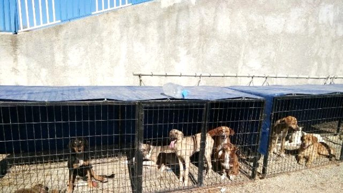 Hisarcık Belediyesi Sokak Köpeklerine Sahip Çıktı