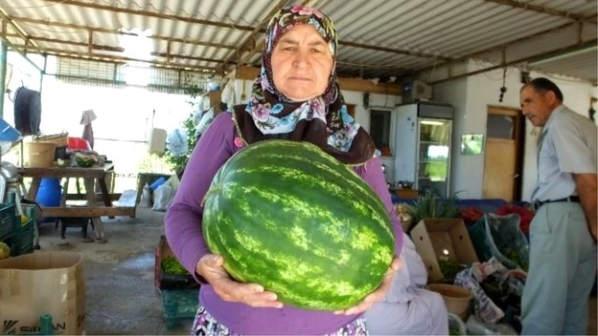 Kadriye Hanımın Ürettiği 15 Kiloluk Karpuzlar İlgi Gördü