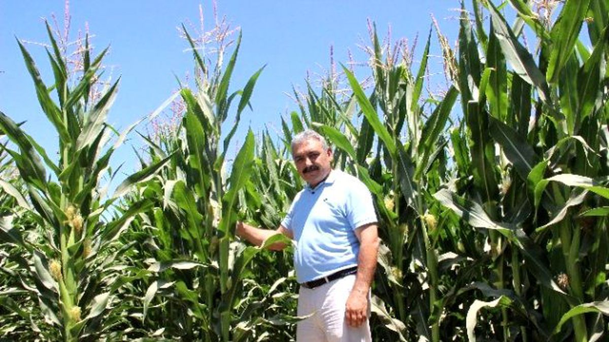 Karamanlı Çiftçi Umudunu Mısıra Bağladı