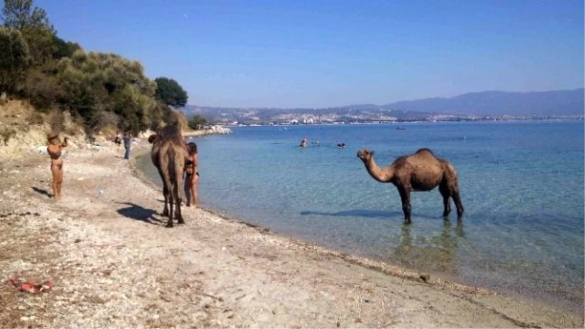 Kuşadası\'ndaki Eski Çıplaklar Kampı Develere Emanet