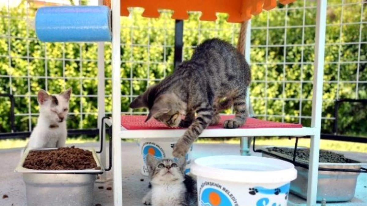 Mersin\'de 40 Noktaya Daha Kedi Sığınma Evi Yerleştiriliyor