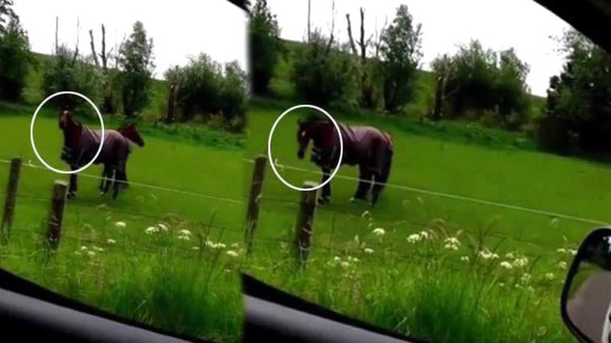 Metal Müzik Duyunca Dayanamayıp Dans Eden At Büyük İlgi Çekti