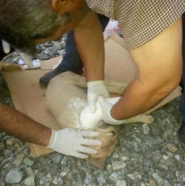 Otomobilin Carptigi Kopegin Kirilan Ayagini Ortopedi Calisani Alciya Aldi Son Dakika