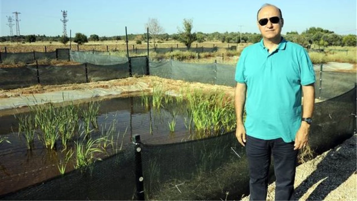 Profesör, Fransa'ya Kurbağa Satacak