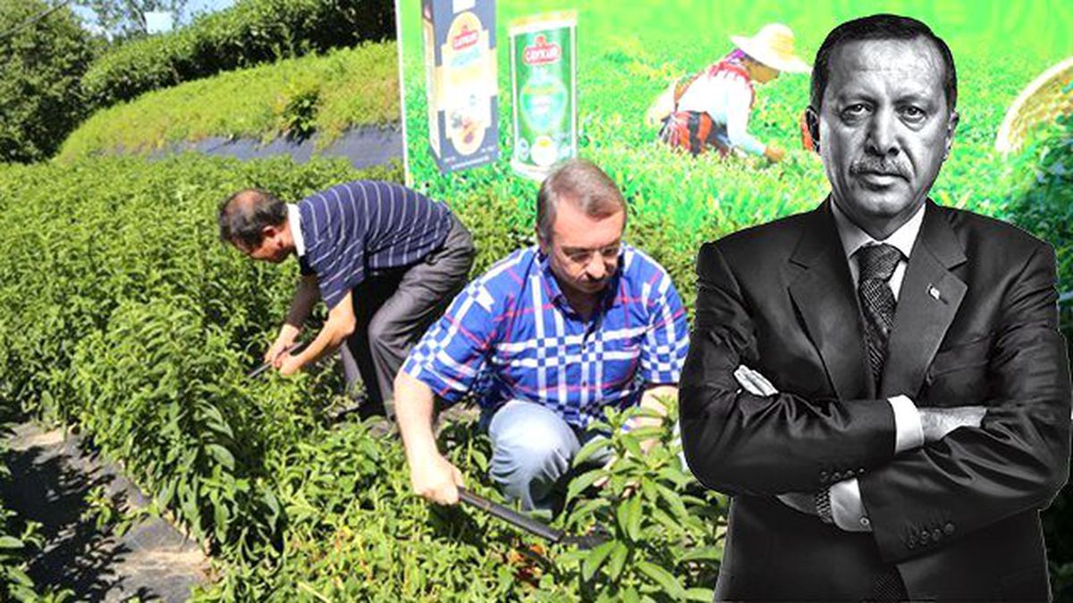 Erdoğan'ın Adını Koyduğu Sıfır Kalorili Şeker Rize'de Yetiştirildi