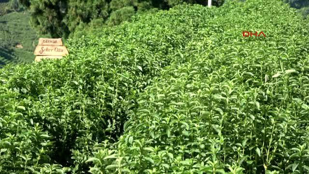 Rize Doğu Karadeniz Yeni Bir Tarım Ürünü ile Tanıştı: Rize Şekeri