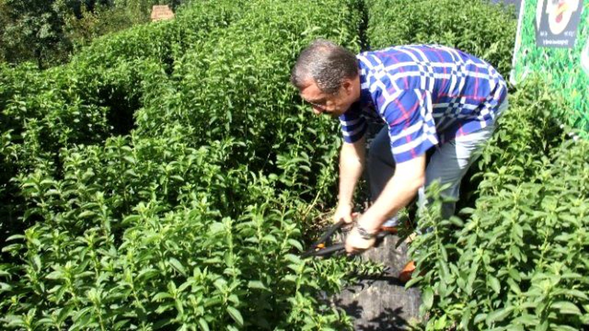Rize Şekeri\'nde Fabrika Hazırlığı