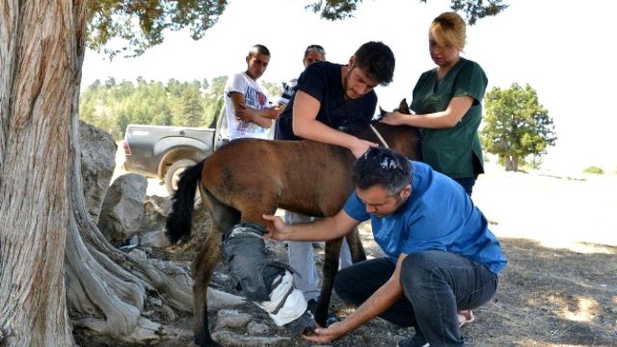Yaralı At Yavrusuna İlk Müdahale Konyaaltı Belediyesi\'nden