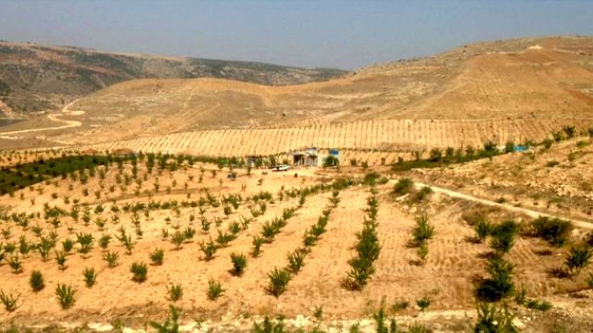 Zeytin Tam Urfa\'ya Göre