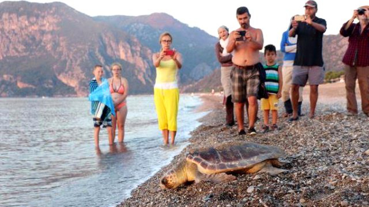Caretta Yavruları Denizle Buluşuyor