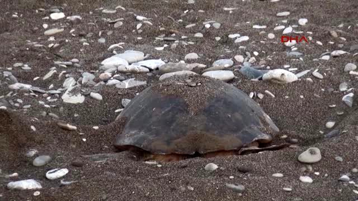 Kemer Caretta Yavruları Denizle Buluşuyor