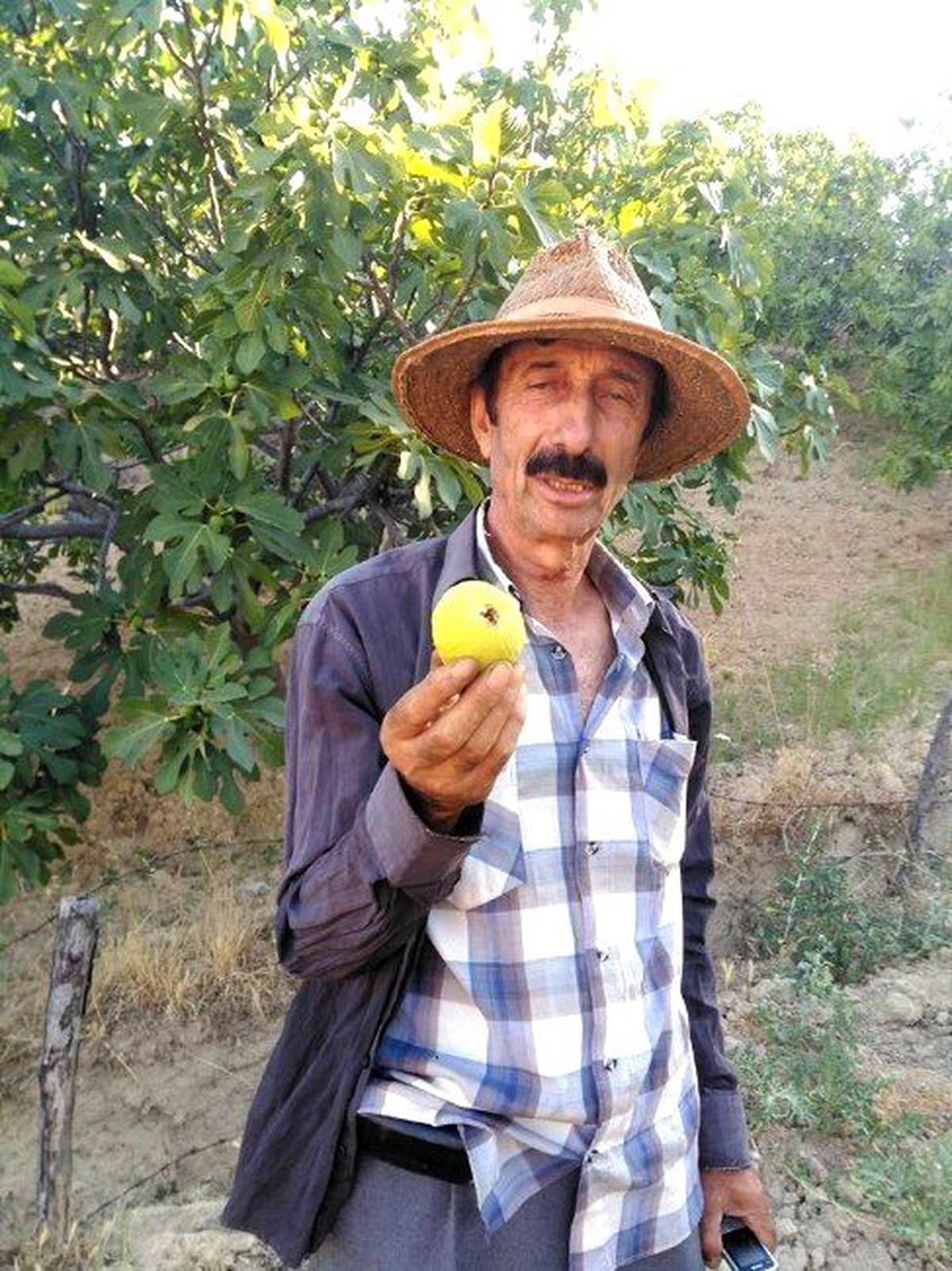 Çöl Sıcakları Aydın İncirini Erken Olgunlaştırdı