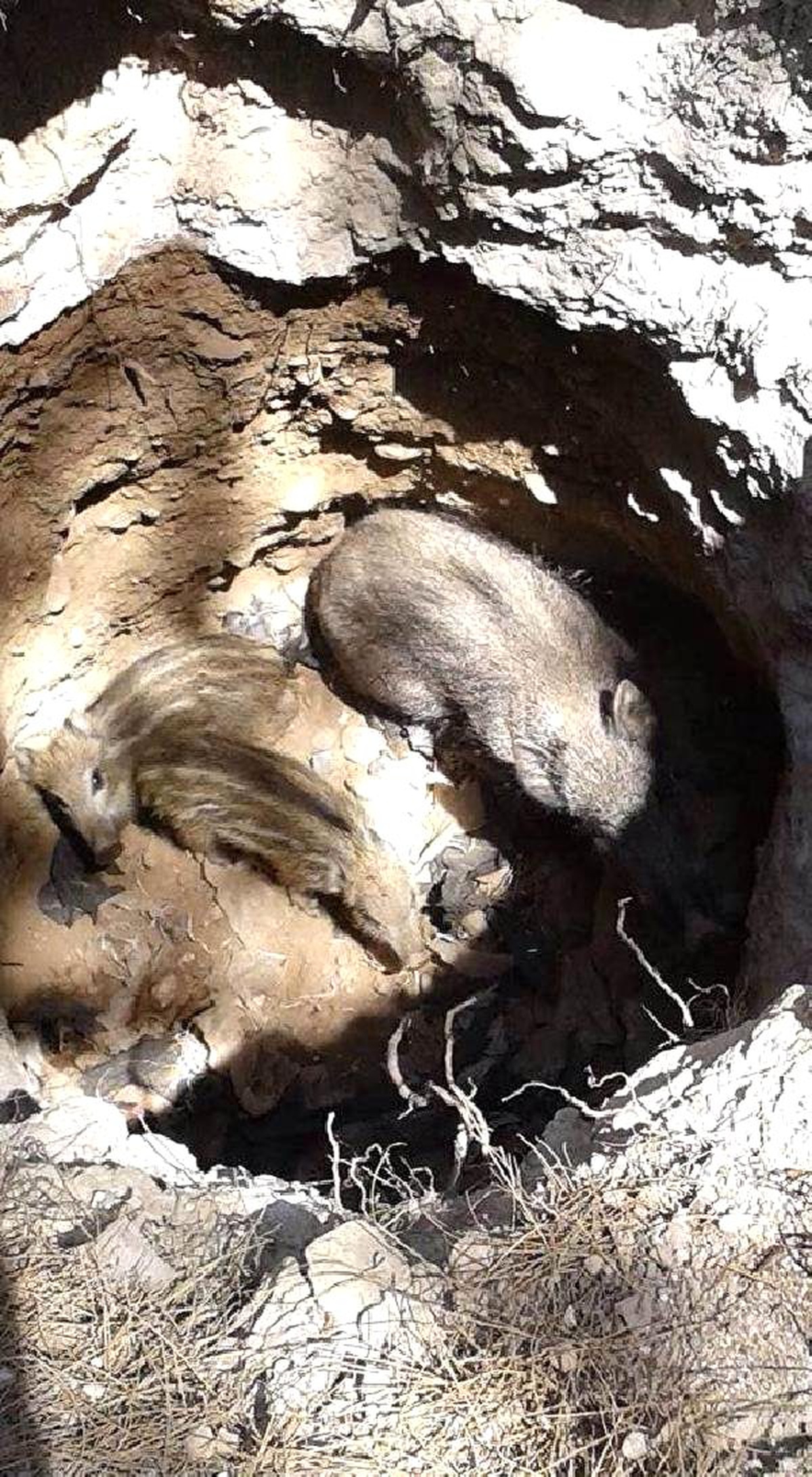 Çukura Düşen Domuz ve Yavrularını Belediye Ekibi Kurtardı