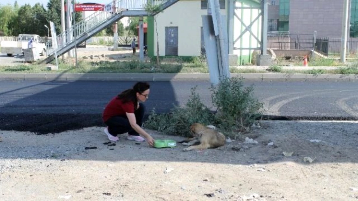 Iğdır\'da Sokak Hayvanları Su Kapları Bırakıldı