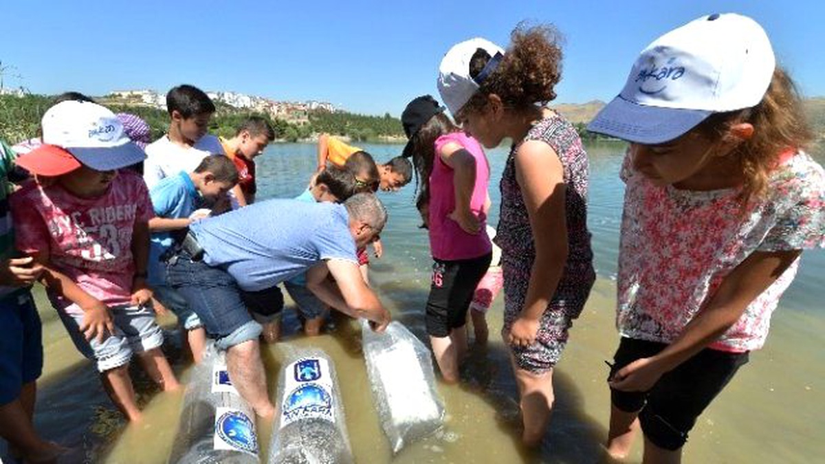Ankara Büyükşehir, Göletlere Balık Bırakıyor
