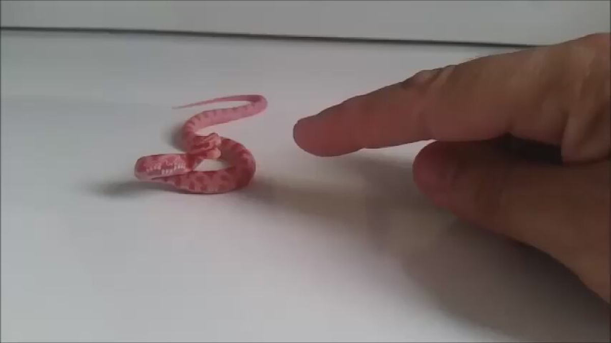 Saldırı Olgusu Çok Gelişmemiş Bebek Yılan