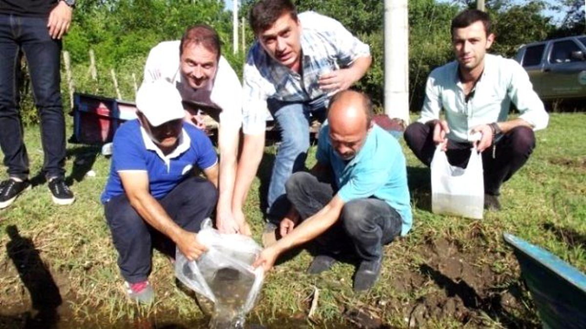 Samsun\'da Göletlere 85 Bin Pullu Sazan Yavrusu Bırakıldı